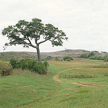 bạch thủ bình định