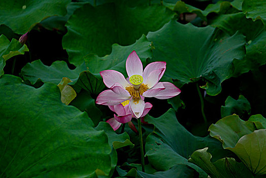 soi cau lo kep ngay hom nay