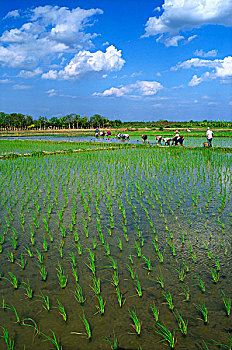 caothuchotso