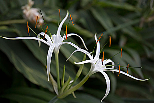 xsvl du doan