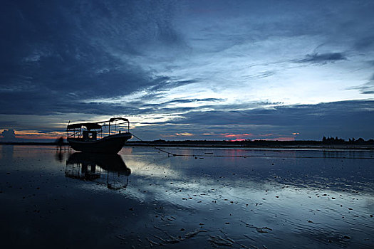 rong bạch kim