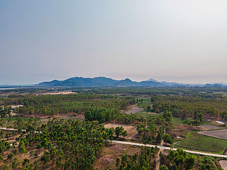 soi bach kim
