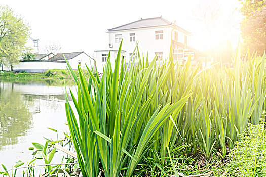 soi cầu giờ vàng