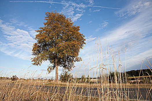 cau bach thu kep