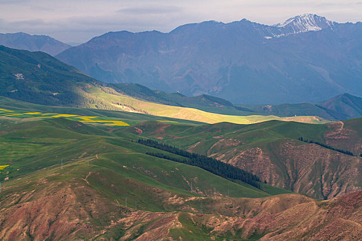 soi cau bach rong kim