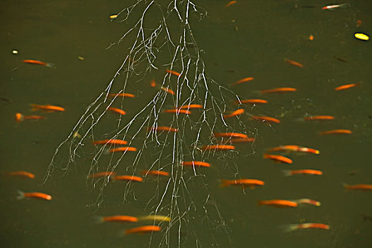 lô bạch thủ hôm nay miễn phí