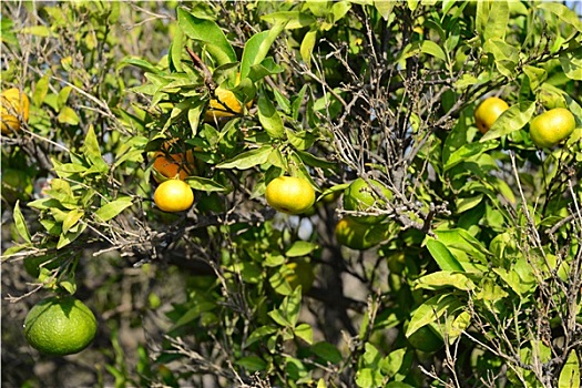 soi cầu 24 giờ