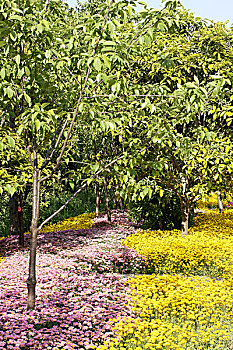 soi cầu bạch thủ hôm nay
