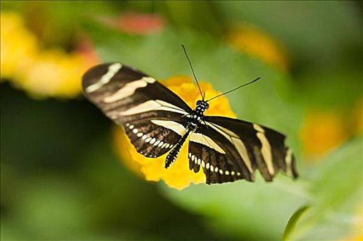 xổ số kiến thiết cà mau