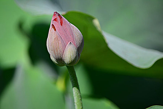 thống kê lô rơi