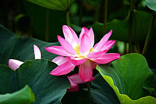 sô xô miên bắc hôm nay