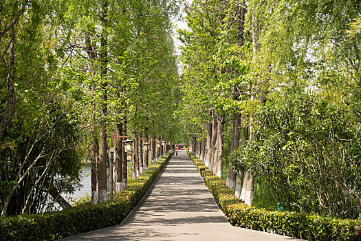 lô bạch thủ