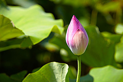 bạch thủ xổ số miền bắc