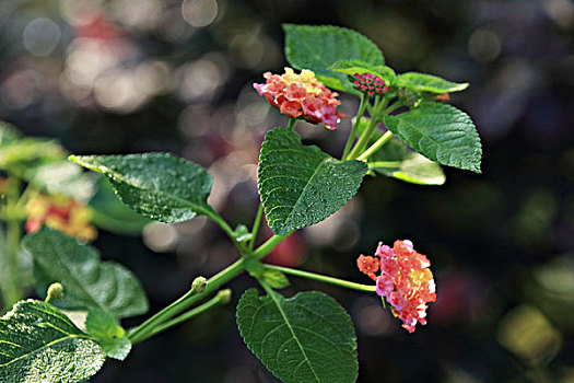 xổ số hồ chí minh
