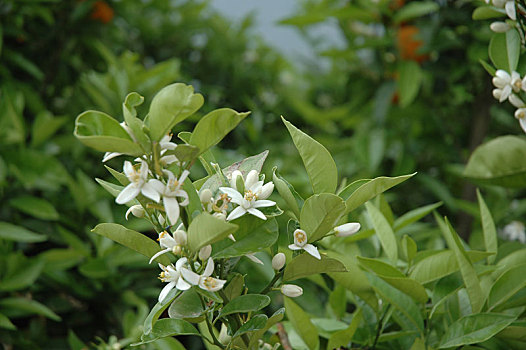 xổ số các tỉnh