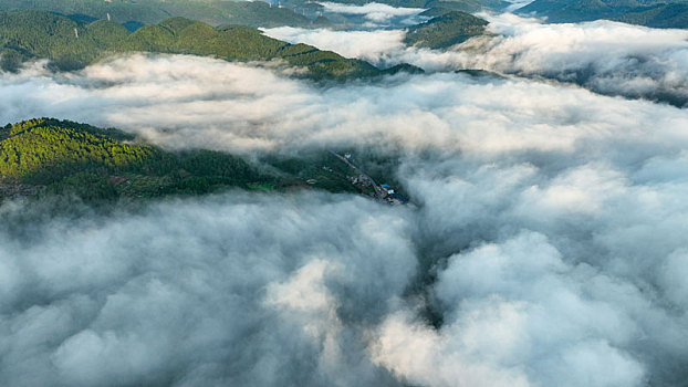 soi câu bạch kim