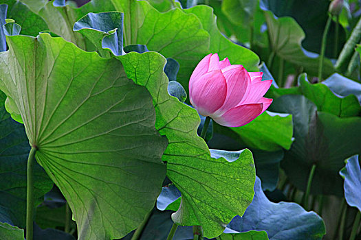 giờ vàng chốt số hôm nay