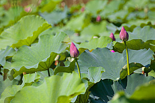 bạch thủ lô hôm nay là con gì