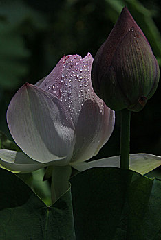 soi câu lô bach thu