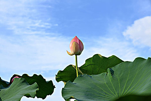 xo thu mn