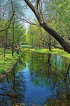 soi cau bach kim