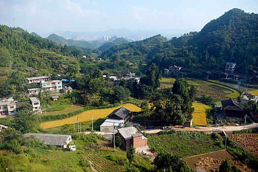 bạch thủ lô chuẩn