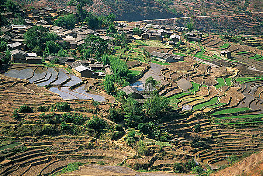 soi cau 666 rong bach kim