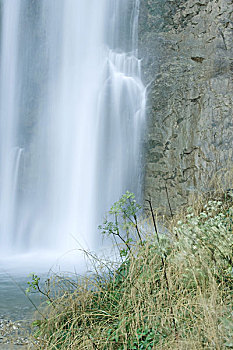 soi rong bach kim