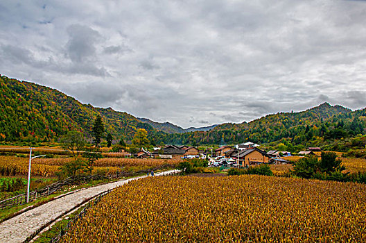 cau bạch thu