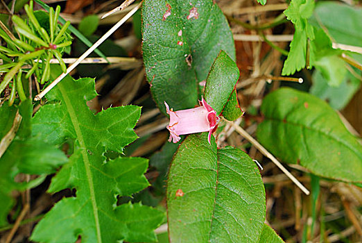 miền bắc hôm qua