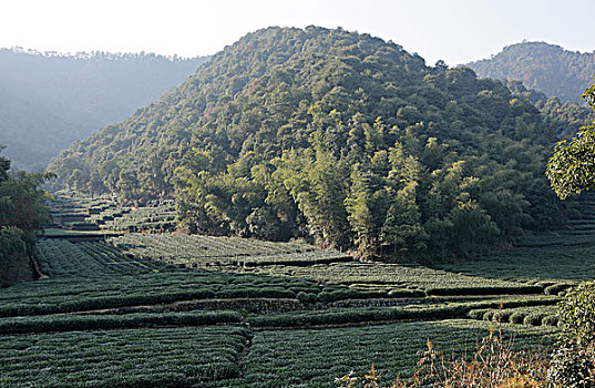 soi cau loto bach thu