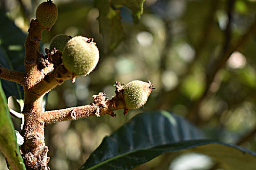 xstgiang