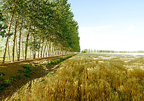 xố