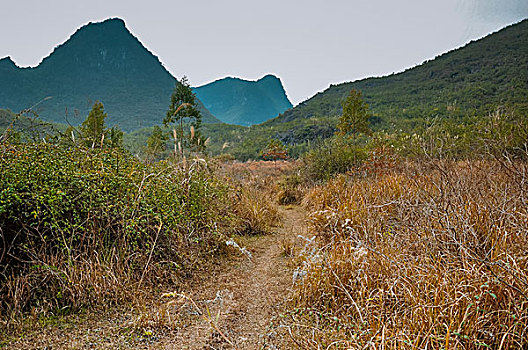 cầu bạch thủ long an