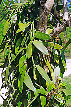 xổ số đại phát