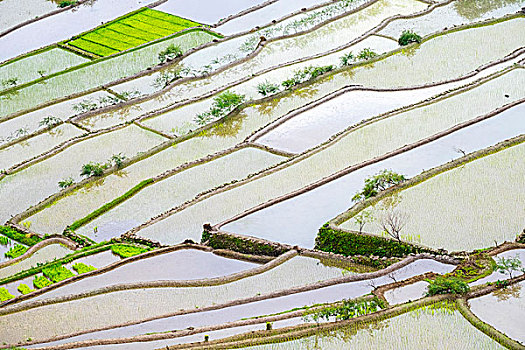 soi cầu lô