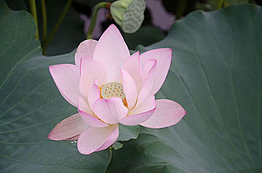 soi lô miền bắc