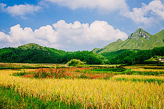 cầu bạch thủ lô hôm nay