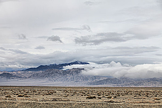 soi rong bach kim