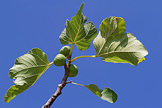 xổ số keno