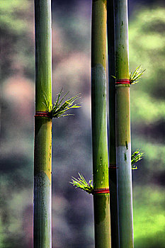 lo bạch thủ hôm nay