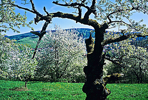 soi câu bach thu