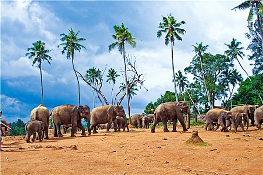 bắt lô trượt