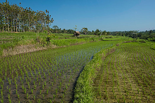 bạch thủ khung 3 ngày miễn phí