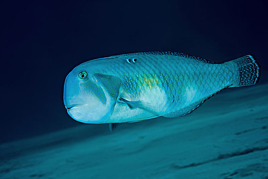 cầu lô miền bắc