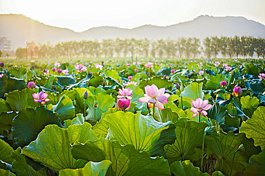 xskt khánh hoà