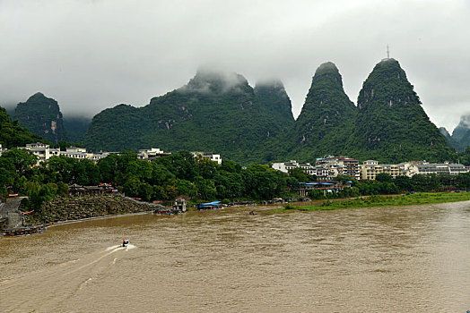 bạch thu lo mb