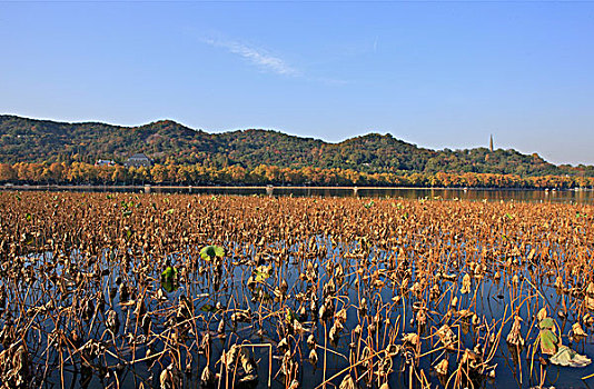 lo bạch thu