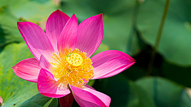 bach thu lo kep khung 5 ngay