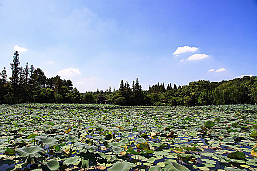 soi cau xo so vung tau